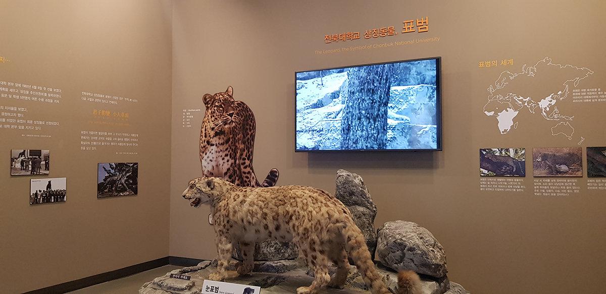 전북대학교 상징동물 표범(The Leopard, the Symbol of Chonbuk National University)